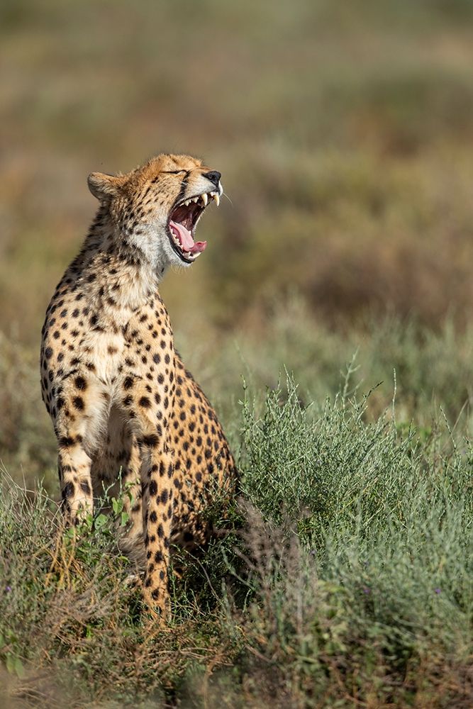 Tanzania-Ngorongoro Conservation Area-Adult Cheetah